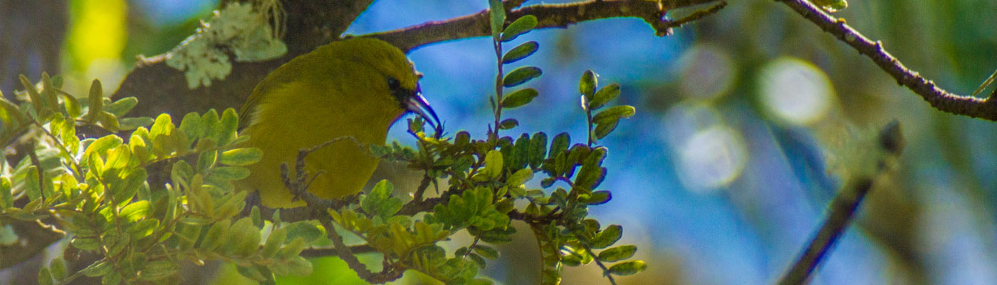 Hawaiʻi Birding Trails