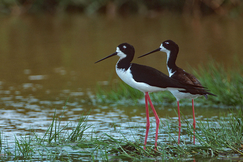 Kaloko Honokohau National Historical Park Wetlands