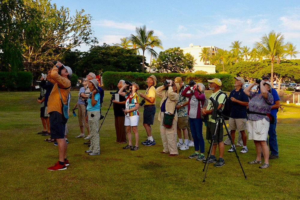 Birdwatching at the Courtyard King Kamehameha Kona Beach Hotel