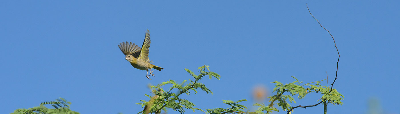 bird flying through air above kiawe tree
