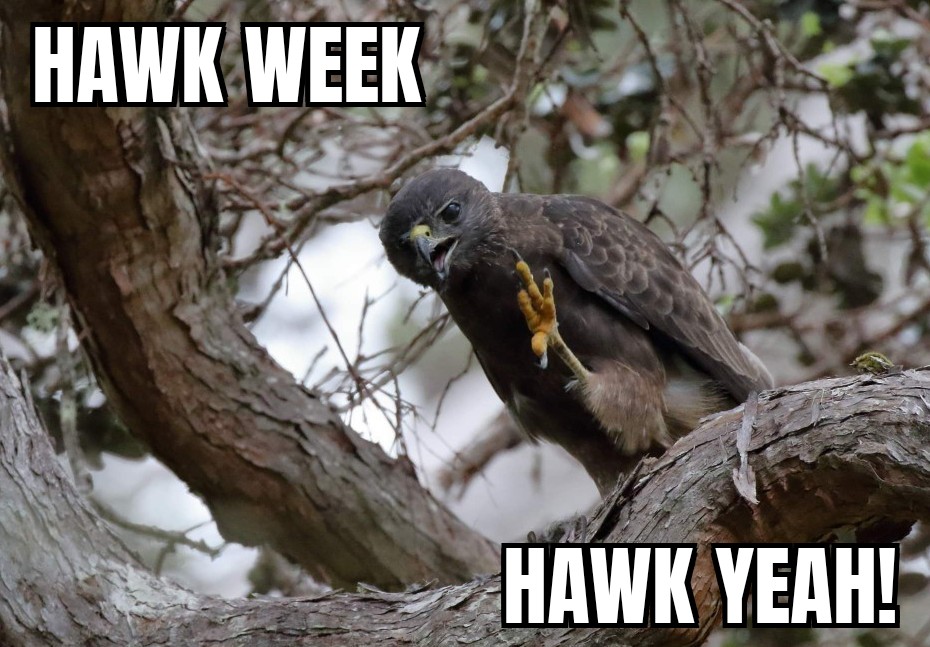 Hawk Week Meme