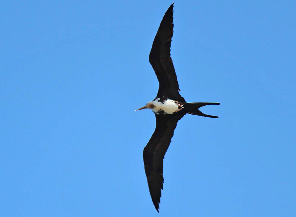 Seabirds