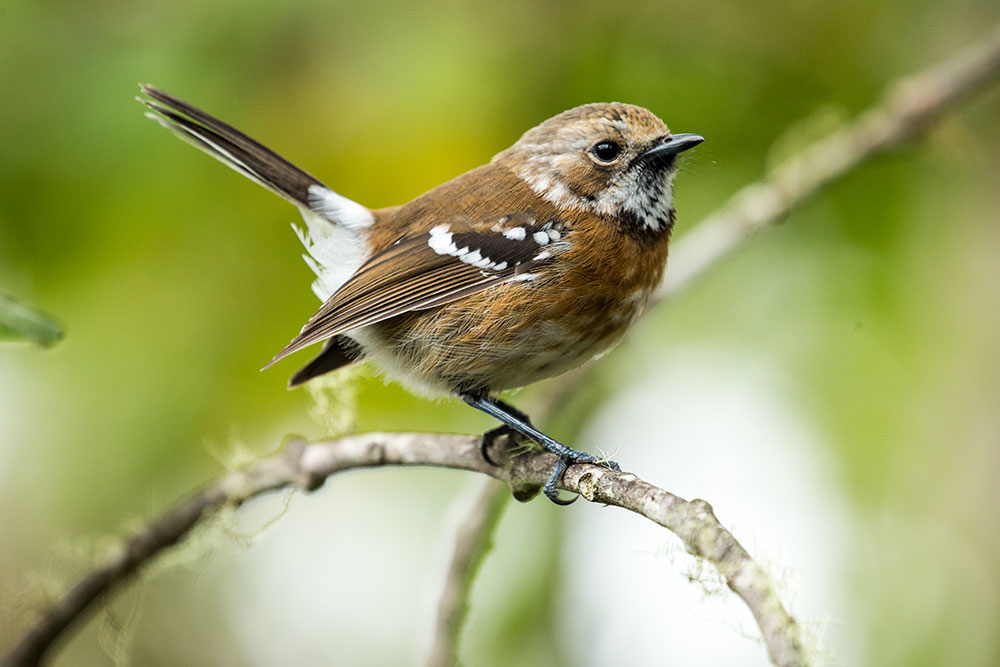 Native Hawaii bird