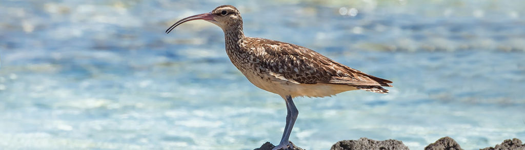 bristle-thighed curlew standing on lava rock